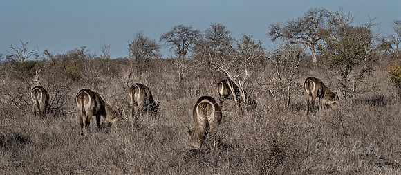 215 Waterbucks (Kobus ellipsiprymnus) - KNP South Africa