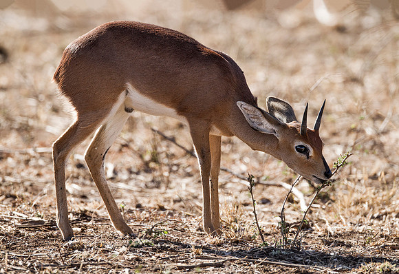 187 Steenbok (Raphicerus campestris) - KNP South Africa