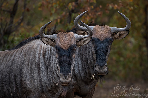 192 Blue Wildebeests (Connochaetes taurinus) - KNP South Africa