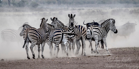 069 Burchell's Zebras (Equus quagga burchellii) - KNP South Africa