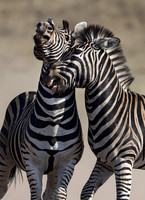 2016 Kruger Antelopes Zebras Hippos Rhinos