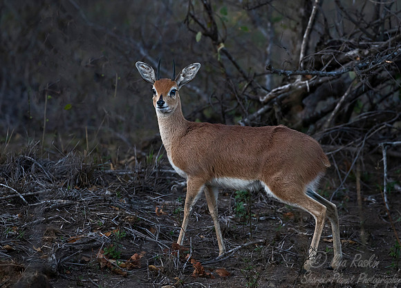 186 Steenbok (Raphicerus campestris) - KNP South Africa