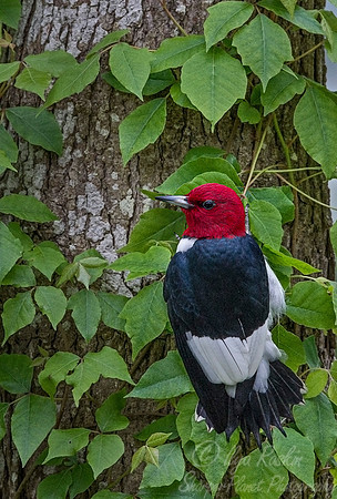 083 Red-headed Woodpecker (Melanerpes erythrocephalus) - VA