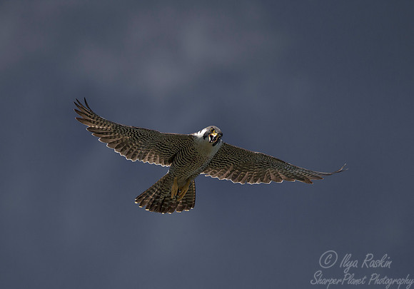 204 Peregrine Falcon (Falco peregrinus) - MD