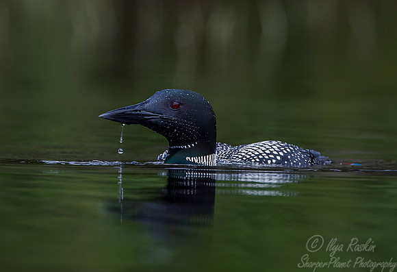 108 Common Loon (Gavia immer) - Adirondack NY