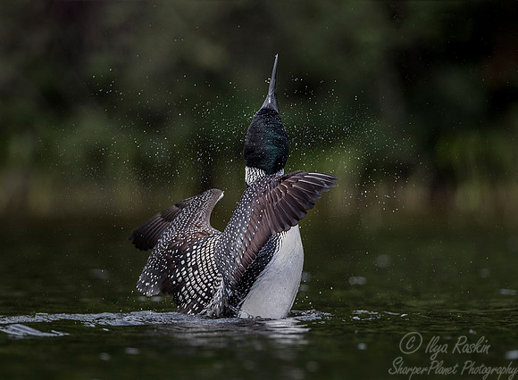 105 Common Loon (Gavia immer) - NY