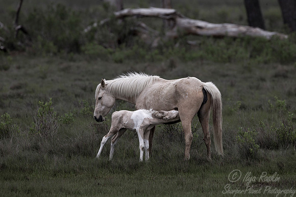 066 American wild horses (Equus ferus) - Assateague Island - VA