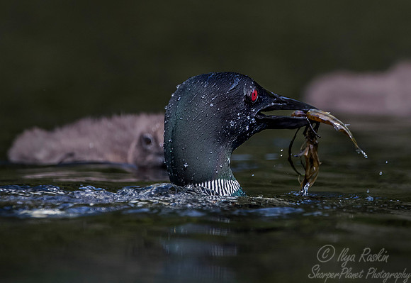 116 Common Loon (Gavia immer) - Adirondack NY
