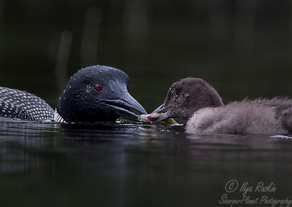 115 Common Loon (Gavia immer) - Adirondack NY