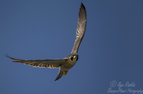 211 Peregrine Falcon (Falco peregrinus) - MD