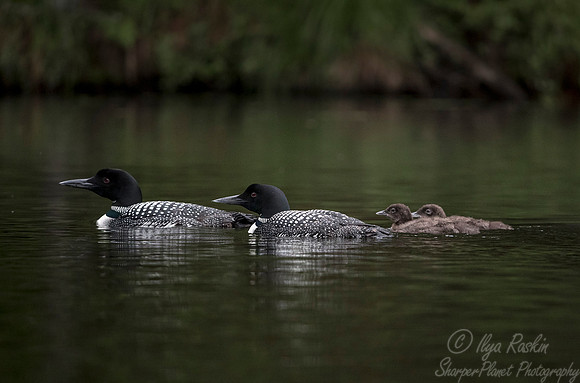118 Common Loon (Gavia immer) - Adirondack NY