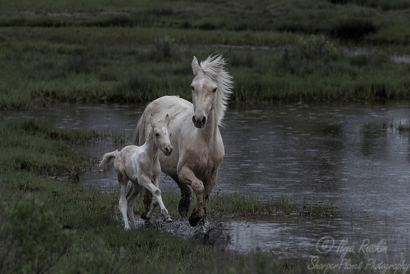 067 American wild horses (Equus ferus) - Assateague Island - VA