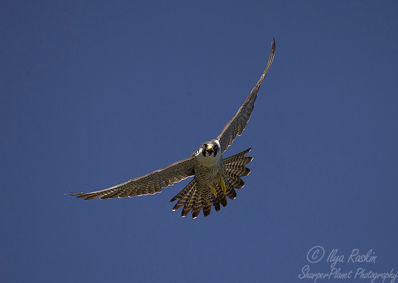 210 Peregrine Falcon (Falco peregrinus) - MD