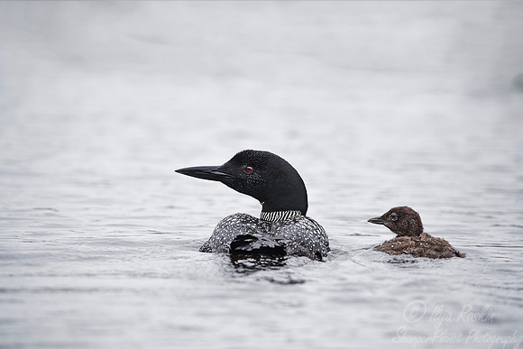 109 Common Loon (Gavia immer) - Adirondack NY