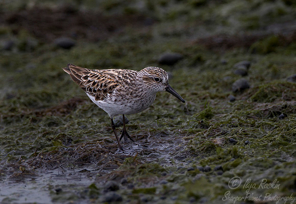 191 Semipalmated Sandpiper (Calidrus pusilla) VA