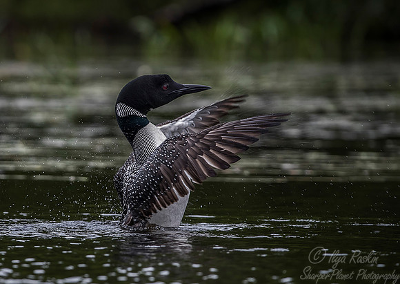106 Common Loon (Gavia immer) - Adirondack NY