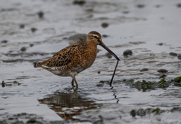 192 Short-billed Dowitcher (Limnodromus griseus) VA