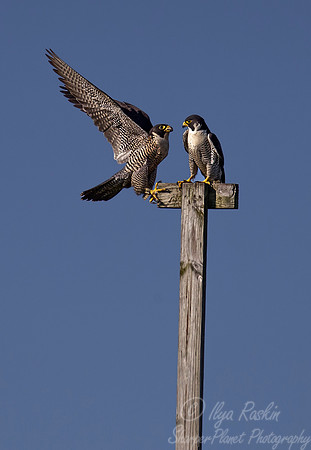 212 Peregrine Falcon (Falco peregrinus) - MD