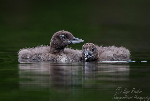 120 Common Loon (Gavia immer) - Adirondack NY
