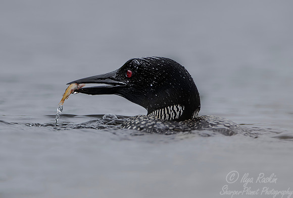 112 Common Loon (Gavia immer) - Adirondack NY