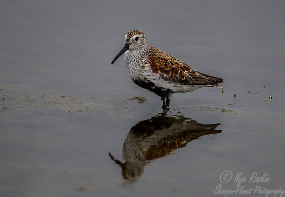 190 Dunlin (Calidris alpina) VA