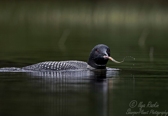 114 Common Loon (Gavia immer) - Adirondack NY