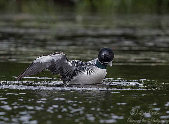 107 Common Loon (Gavia immer) - Adirondack NY