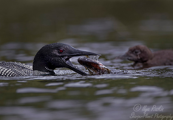 113 Common Loon (Gavia immer) - Adirondack NY