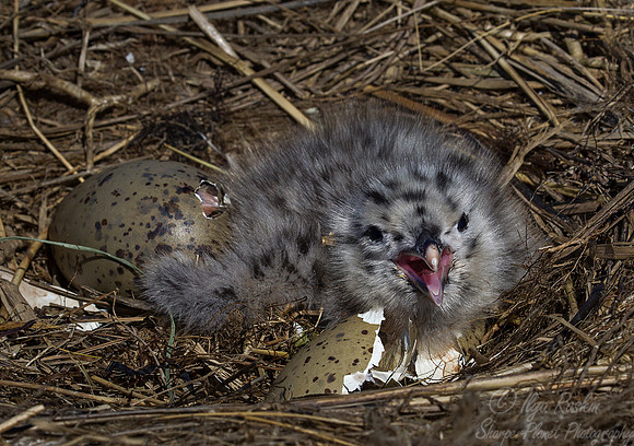 189 American herring gull  chicks