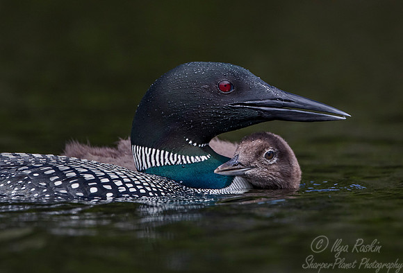 111 Common Loon (Gavia immer) - Adirondack NY