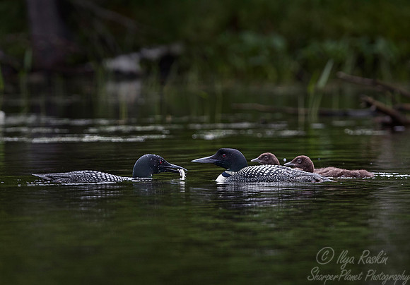 117 Common Loon (Gavia immer) - Adirondack NY