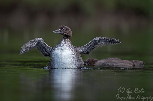 119 Common Loon (Gavia immer) - Adirondack NY