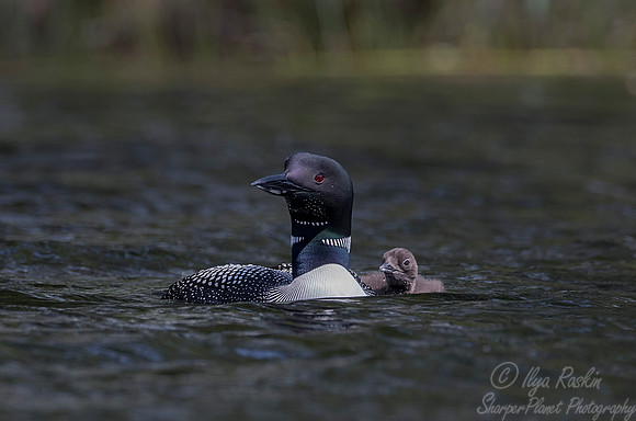 110 Common Loon (Gavia immer) - Adirondack NY