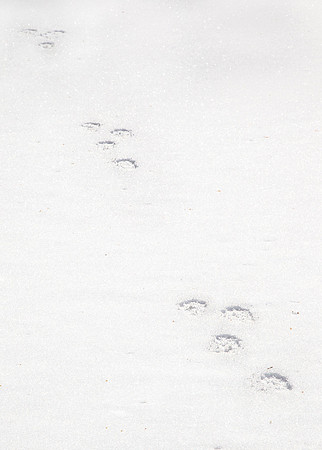 082 American Pine Marten Tracks (Martes americana) - Adirondack NY