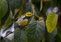 080 Black-throated Green Warbler (Setophaga virens) - PA