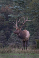 157 Elk (Cervus canadensis) - PA