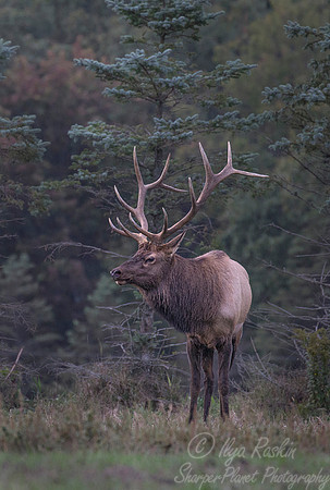 157 Elk (Cervus canadensis) - PA