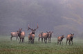 146 Elk (Cervus canadensis) - PA