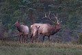 147 Elk (Cervus canadensis) - PA