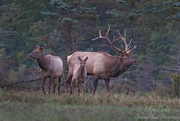 147 Elk (Cervus canadensis) - PA