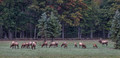 145 Elk (Cervus canadensis) - PA