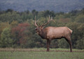 159 Elk (Cervus canadensis) - PA