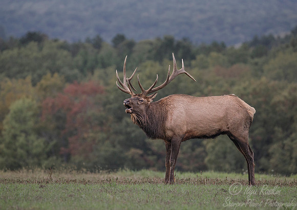 159 Elk (Cervus canadensis) - PA