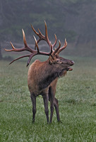 2015 Pennsylvania Elk