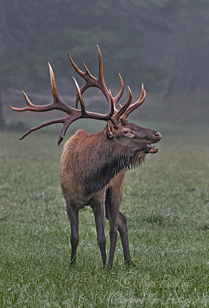 155 Elk (Cervus canadensis) - PA