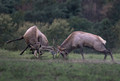 152 Elk (Cervus canadensis) - PA