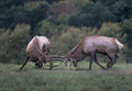 153 Elk (Cervus canadensis) - PA