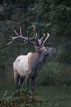 156 Elk (Cervus canadensis) - PA