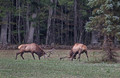 151 Elk (Cervus canadensis) - PA