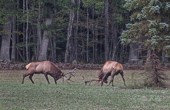 151 Elk (Cervus canadensis) - PA